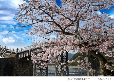 岩國市錦帶橋和櫻花 113802577