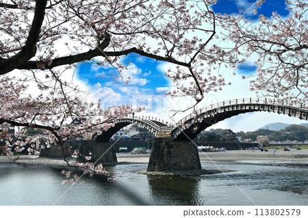岩國市錦帶橋和櫻花 113802579
