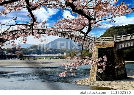 岩國市錦帶橋和櫻花 岩國市錦帶橋和櫻花 113802580