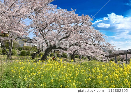 Scenery with cherry blossoms and rape flowers Scenery with cherry blossoms and rape flowers 113802595
