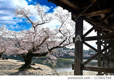 Sakura seen from the bridge Sakura seen from the bridge 113802598