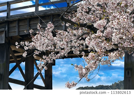 岩國市錦帶橋和櫻花 113802613