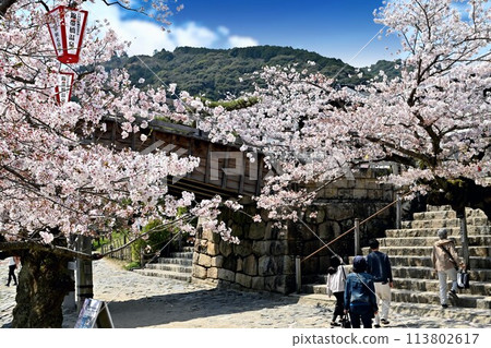 People climbing the stairs under cherry blossoms in full bloom 113802617