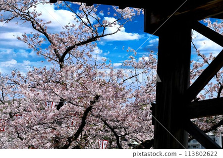 Kintaikyo Bridge and Sakura, Iwakuni City 113802622