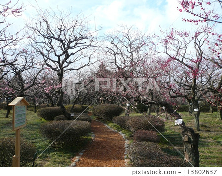 深谷綠王國梅(埼玉縣深谷市) 深谷綠王國梅(埼玉縣深谷市) 113802637