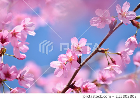 Cherry blossoms in full bloom and blue sky Cherry blossoms in full bloom and blue sky 113802802