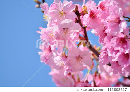 Cherry blossoms in full bloom and blue sky 113802817