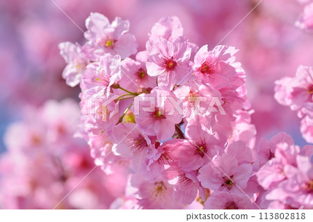 Cherry tree in full bloom  113802818