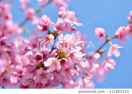 Cherry blossoms in full bloom and blue sky Cherry blossoms in full bloom and blue sky 113802833