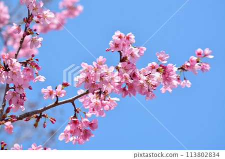 Cherry blossoms in full bloom and blue sky Cherry blossoms in full bloom and blue sky 113802834
