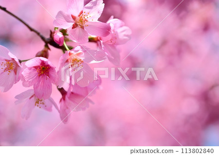 Cherry tree in full bloom Cherry tree in full bloom 113802840