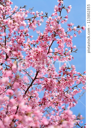Cherry blossoms in full bloom and blue sky Cherry blossoms in full bloom and blue sky 113802855