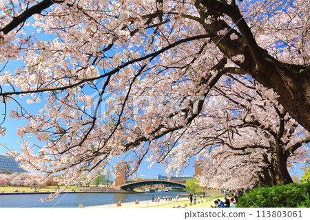 [Toyama Prefecture] Fugan Canal Kansui Park on a clear day and cherry blossoms in full bloom 113803061