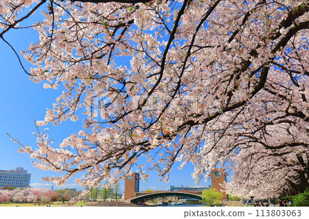 [Toyama Prefecture] Fugan Canal Kansui Park on a clear day and cherry blossoms in full bloom 113803063
