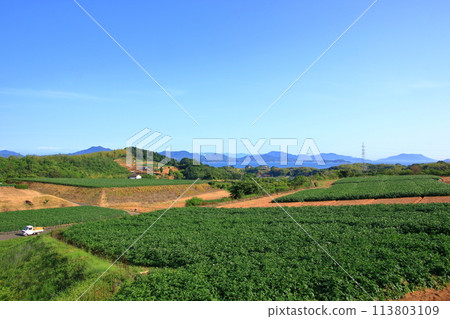 花開時的馬鈴薯田 113803109