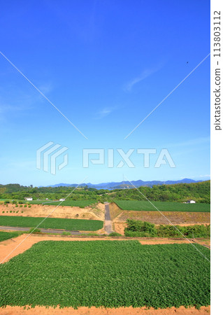 Potato field in bloom Potato field in bloom 113803112