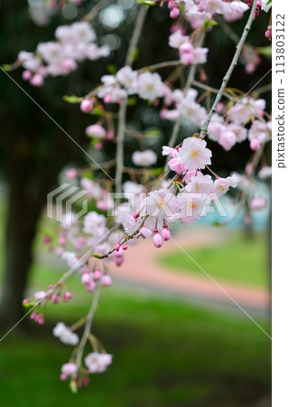 盛開的垂枝櫻花 113803122