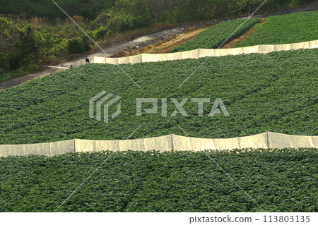 Potato field and windbreak net Potato field and windbreak net 113803135
