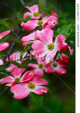 Pink dogwood flower 113803184
