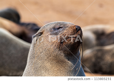 Closeup of a seal at cape cross 113803231