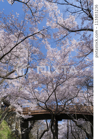 高藤城跡公園的櫻花 高藤城跡公園的櫻花 113803236