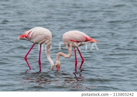 Flamingos near Walvis Bay 113803242