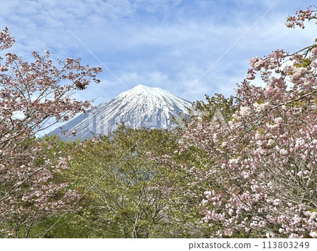 Sakura and Mt. Fuji Sakura and Mt. Fuji 113803249