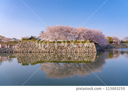 Cherry blossoms blooming on the stone walls of the inner moat of Himeji Castle, Himeji City, Hyogo Prefecture Cherry blossoms blooming on the stone walls of the inner moat of Himeji Castle, Himeji City, Hyogo Prefecture 113803250