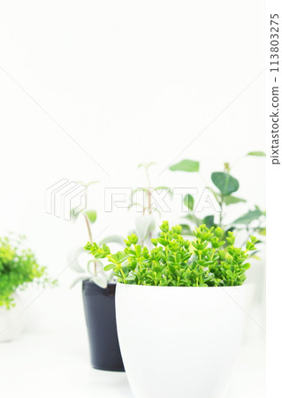 Bright interior: Small potted houseplant (white background, copy space, simple) Bright interior: Small potted houseplant (white background, copy space, simple) 113803275