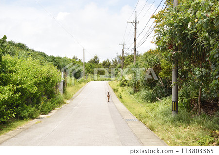 Kerama deer and baby encountered on Aka Island 113803365