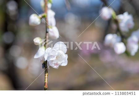 Plum blossom  113803451