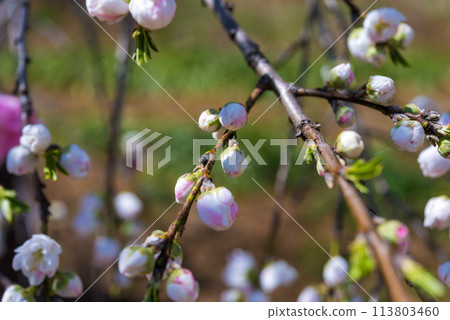 Plum blossom Plum blossom 113803460