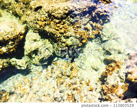 沖繩透明海和小魚 113803529