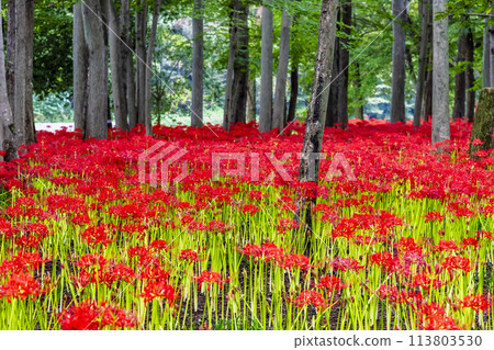 埼玉縣日高市金澤田～密林中簇生的深紅色彼岸花～ 113803530