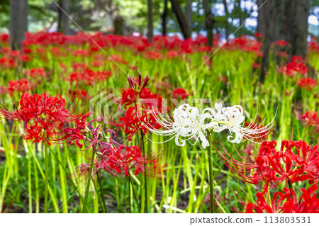 埼玉縣日高市金澤田～密林中簇生的深紅色彼岸花～ 113803531