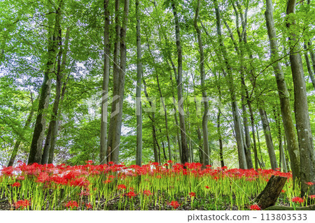 Kinchakuda, Hidaka, Saitama - Deep red spider lilies growing in a grove - Kinchakuda, Hidaka, Saitama - Deep red spider lilies growing in a grove - 113803533