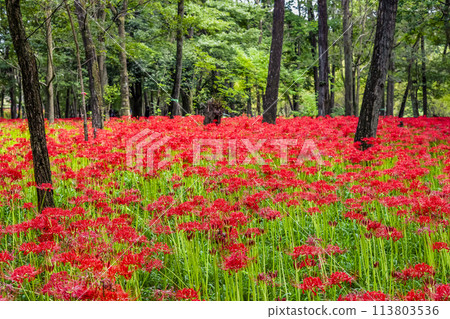 Kinchakuda, Hidaka, Saitama - Deep red spider lilies growing in a grove - 113803536