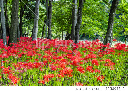埼玉縣日高市金澤田～密林中簇生的深紅色彼岸花～ 113803541