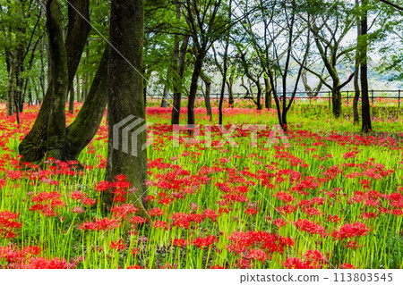 Kinchakuda, Hidaka, Saitama - Deep red spider lilies growing in a grove - Kinchakuda, Hidaka, Saitama - Deep red spider lilies growing in a grove - 113803545