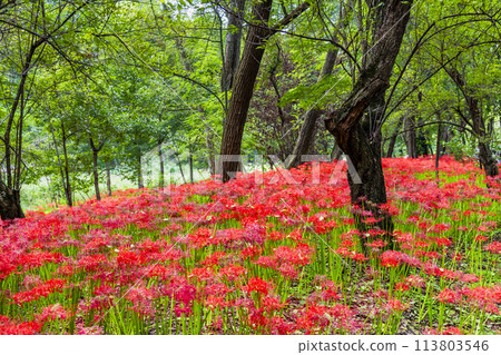 Kinchakuda, Hidaka, Saitama - Deep red spider lilies growing in a grove - Kinchakuda, Hidaka, Saitama - Deep red spider lilies growing in a grove - 113803546