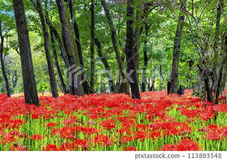 Kinchakuda, Hidaka, Saitama - Deep red spider lilies growing in a grove - 113803548