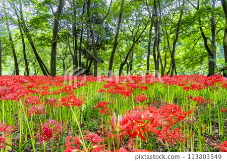 埼玉縣日高市金澤田～密林中簇生的深紅色彼岸花～ 113803549