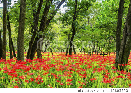 埼玉縣日高市金澤田～密林中簇生的深紅色彼岸花～ 113803550