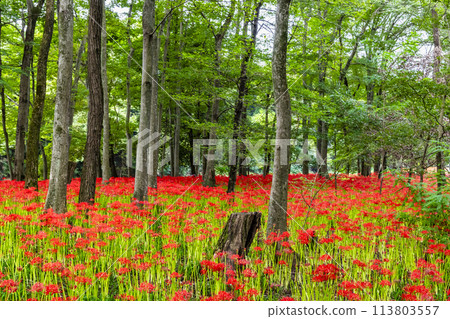 埼玉縣日高市金澤田～密林中簇生的深紅色彼岸花～ 113803557