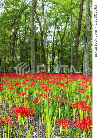 Kinchakuda, Hidaka, Saitama - Deep red spider lilies growing in a grove - 113803562
