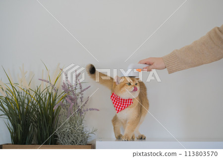 pet care concept with owner during brush and treatment hair to british cat in cat house pet care concept with owner during brush and treatment hair to british cat in cat house 113803570