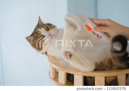 pet care concept with owner during brush and treatment hair to scottish cat in cat house pet care concept with owner during brush and treatment hair to scottish cat in cat house 113803576