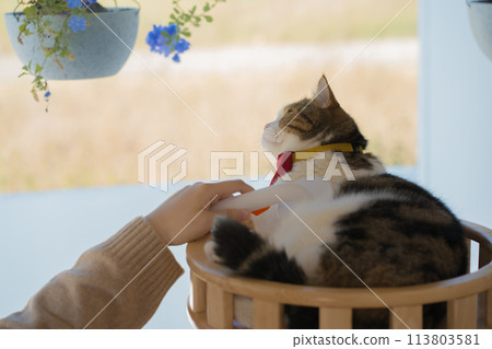 pet care concept with owner during brush and treatment hair to scottish cat in cat house 113803581