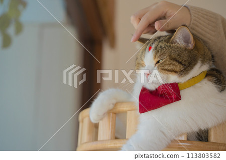 pet care concept with hand of owner touch on head of scottish cat in cat house 113803582