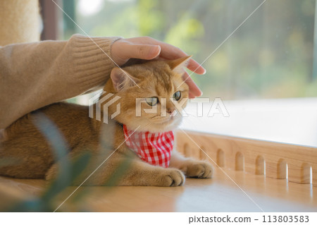pet care concept with hand of owner touch on head of british cat in cat house 113803583